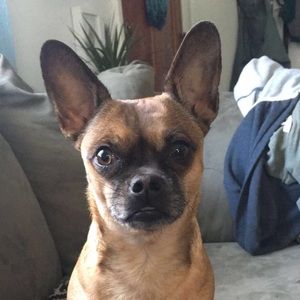 Meet your Posher, Brigit